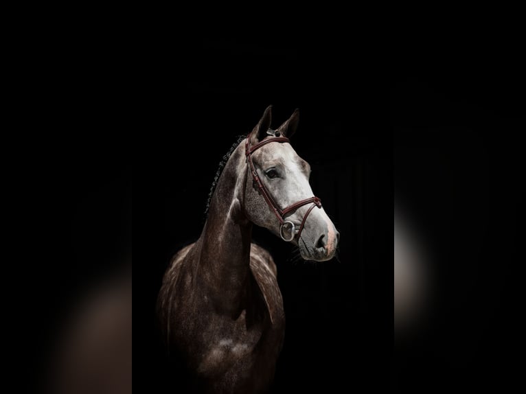 Oldenburgo Caballo castrado 5 años Tordo in Lastrup