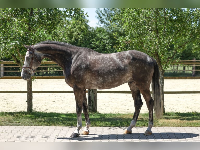 Oldenburgo Caballo castrado 5 años Tordo in Lastrup