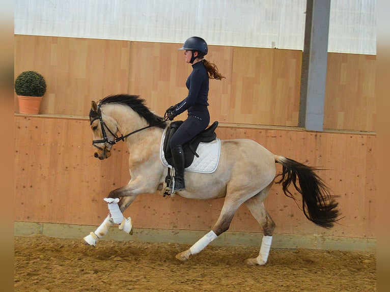 Oldenburgo Caballo castrado 6 años 147 cm Buckskin/Bayo in Bassum