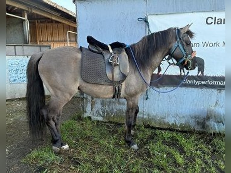 Oldenburgo Caballo castrado 6 años 147 cm Grullo in Petaluma, California