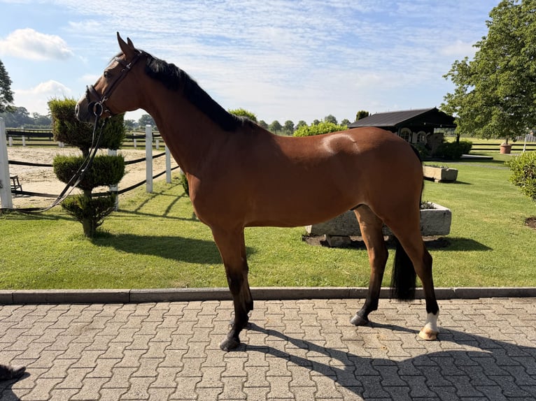 Oldenburgo Caballo castrado 6 años 160 cm Castaño in Nordwalde