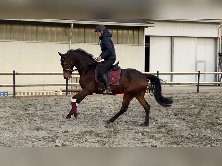 Oldenburgo Caballo castrado 6 años 161 cm Castaño in Mansuè