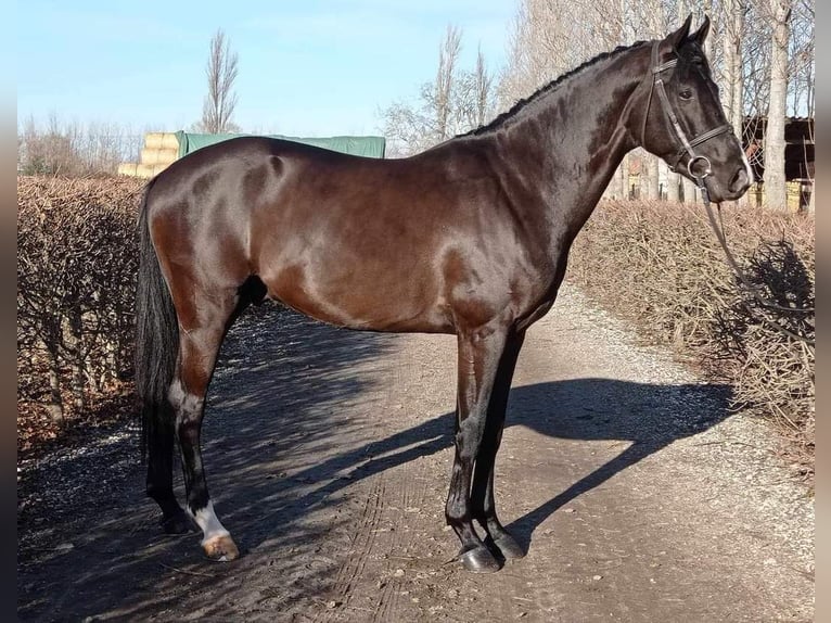 Oldenburgo Caballo castrado 6 años 163 cm Castaño oscuro in Brno