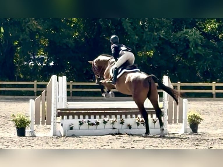 Oldenburgo Caballo castrado 6 años 163 cm Castaño rojizo in Telford