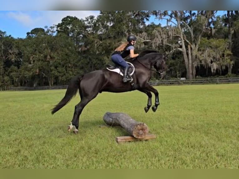 Oldenburgo Caballo castrado 6 años 163 cm Negro in Hawaii National Park