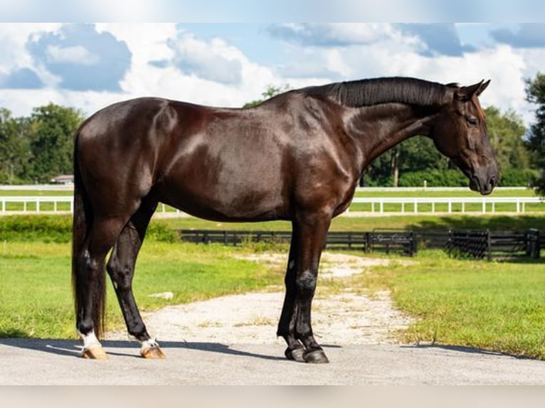 Oldenburgo Caballo castrado 6 años 163 cm Negro in Hawaii National Park