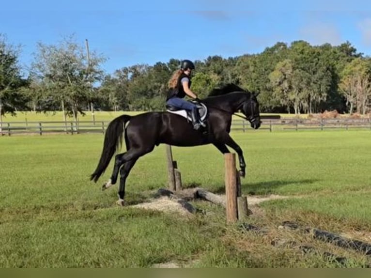 Oldenburgo Caballo castrado 6 años 163 cm Negro in Hawaii National Park