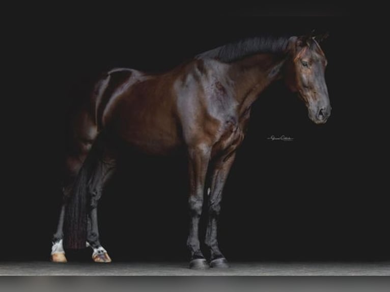 Oldenburgo Caballo castrado 6 años 163 cm Negro in Hawaii National Park