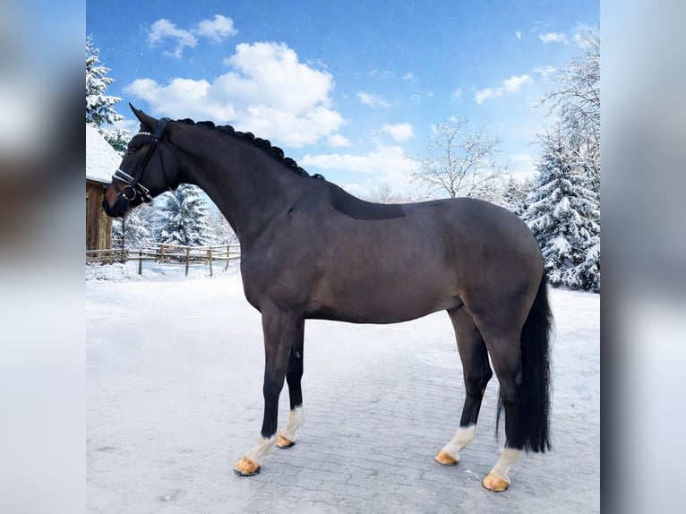 Oldenburgo Caballo castrado 6 años 164 cm Morcillo in Bielefeld