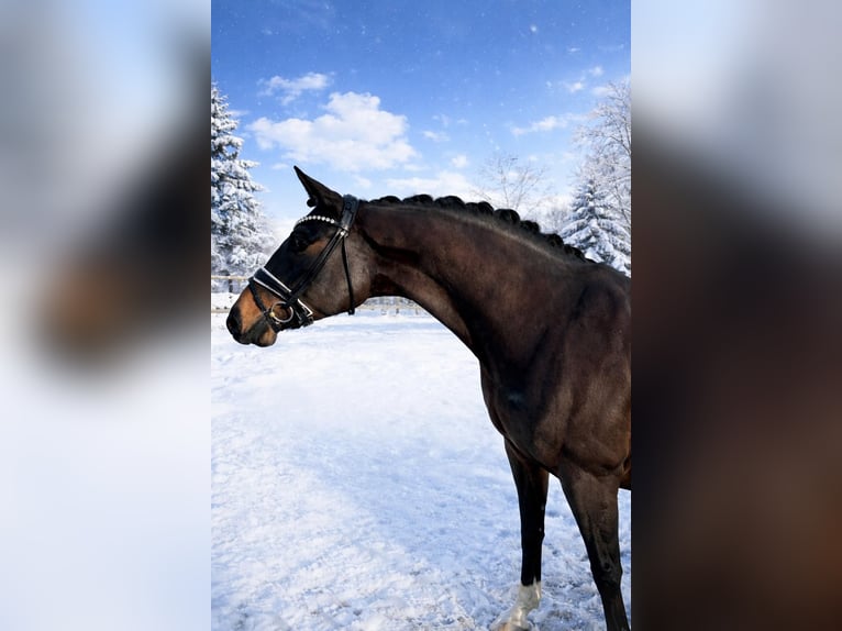 Oldenburgo Caballo castrado 6 años 164 cm Morcillo in Bielefeld