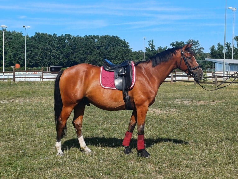 Oldenburgo Caballo castrado 6 años 165 cm Castaño in Burgwedel