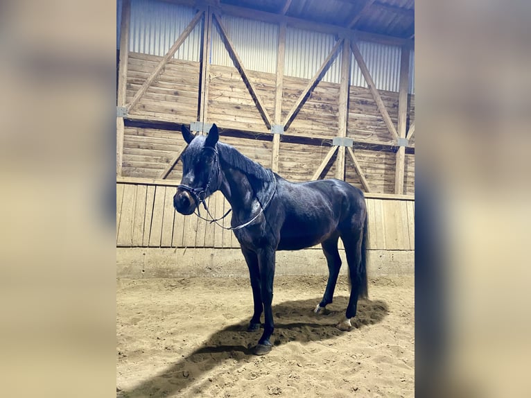 Oldenburgo Caballo castrado 6 años 165 cm Castaño oscuro in Trautskirchen