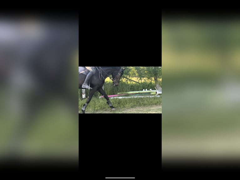 Oldenburgo Caballo castrado 6 años 165 cm Castaño oscuro in Trautskirchen