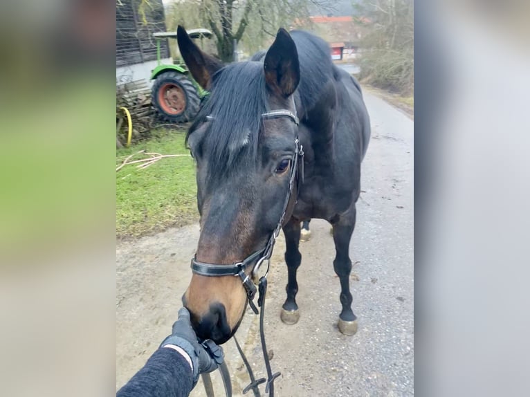 Oldenburgo Caballo castrado 6 años 165 cm Castaño oscuro in Trautskirchen