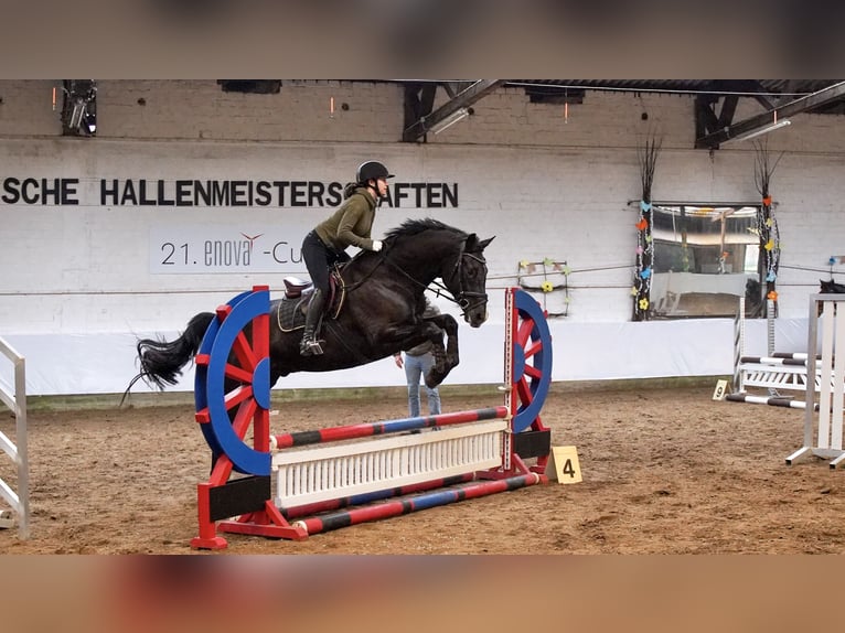 Oldenburgo Caballo castrado 6 años 165 cm Negro in Aurich