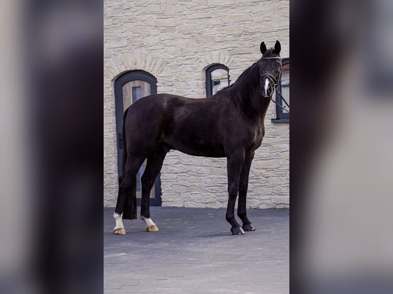 Oldenburgo Caballo castrado 6 años 165 cm Negro in Aurich