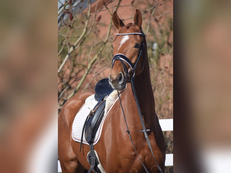 Oldenburgo Caballo castrado 6 años 167 cm Alazán in Dätgen