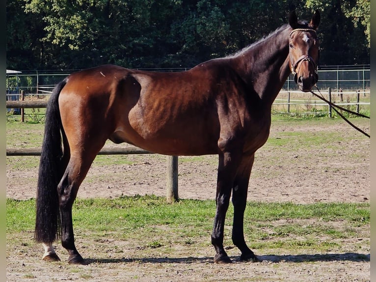 Oldenburgo Caballo castrado 6 años 167 cm in Someren