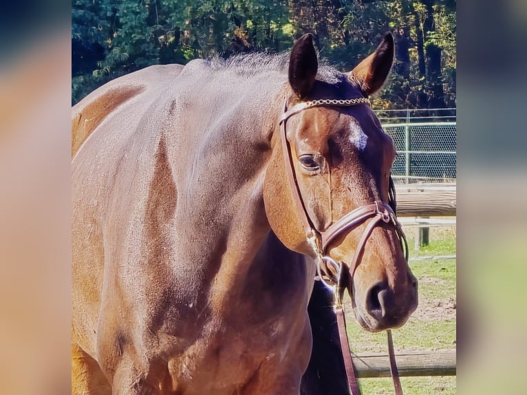 Oldenburgo Caballo castrado 6 años 167 cm in Someren
