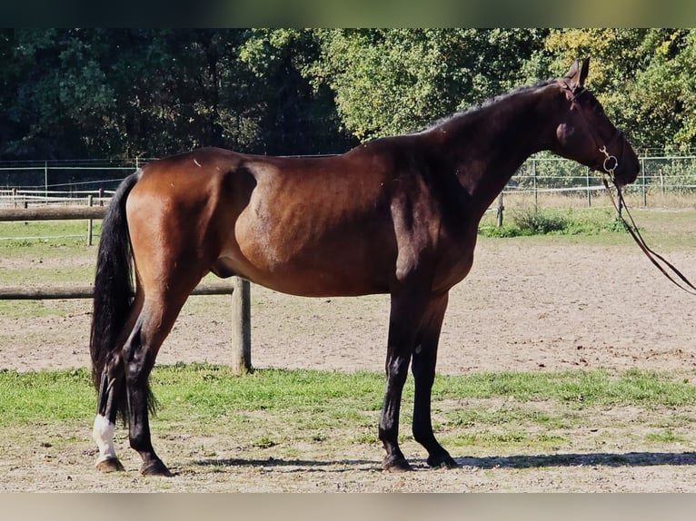 Oldenburgo Caballo castrado 6 años 167 cm in Someren