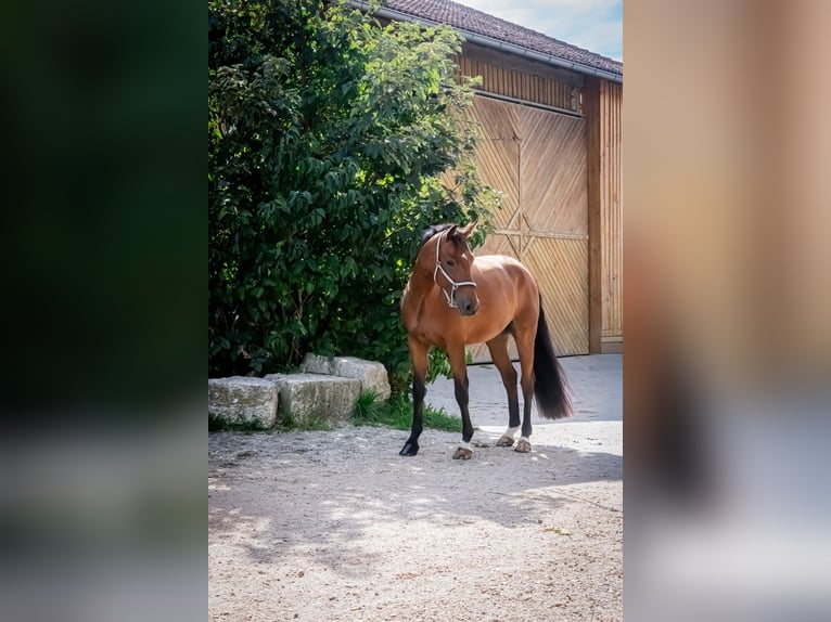 Oldenburgo Caballo castrado 6 años 167 cm Castaño in Rohr in Niederbayern