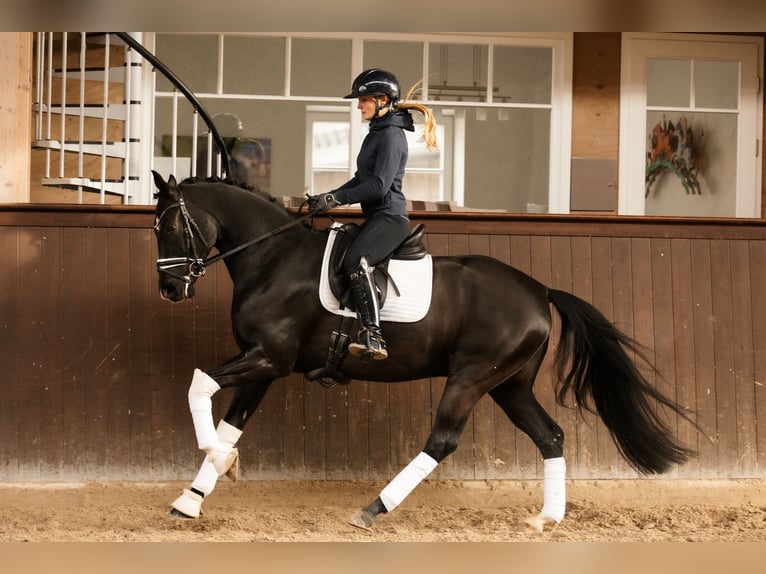 Oldenburgo Caballo castrado 6 años 167 cm Negro in Grevenbroich