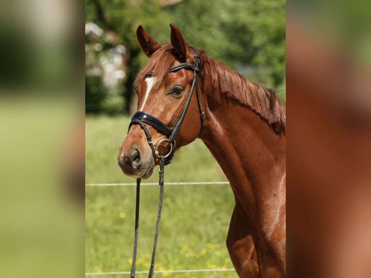 Oldenburgo Caballo castrado 6 años 168 cm Alazán in Bremen