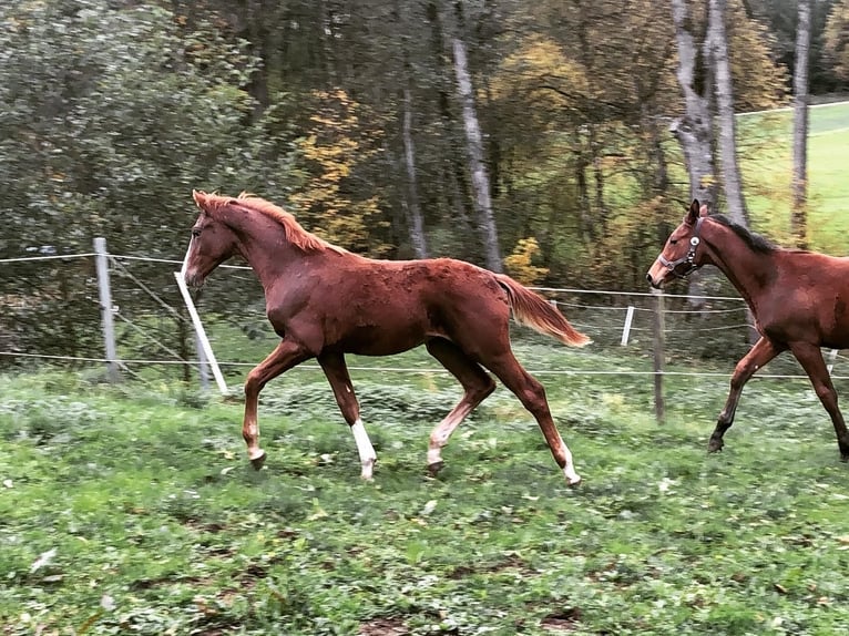 Oldenburgo Caballo castrado 6 años 168 cm Alazán in Erharting