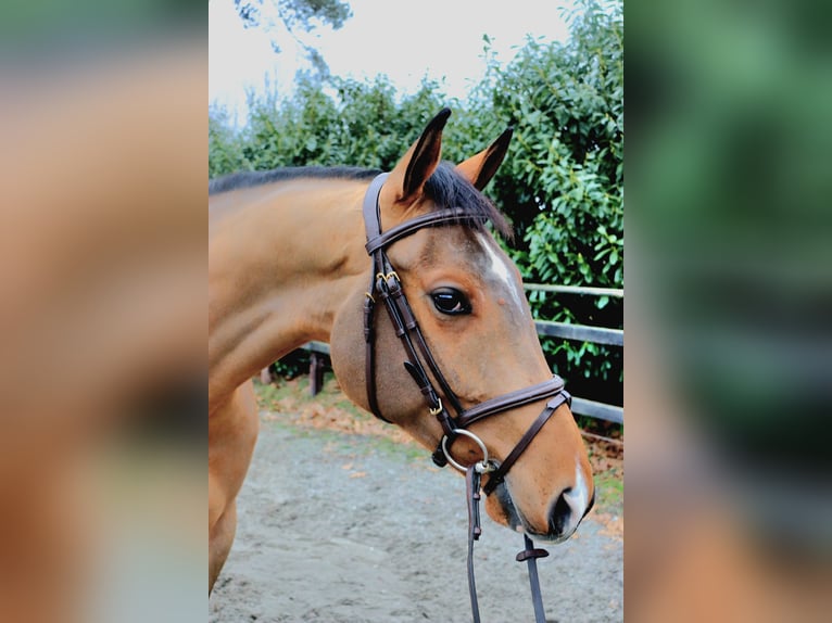 Oldenburgo Caballo castrado 6 años 168 cm  in Meppen