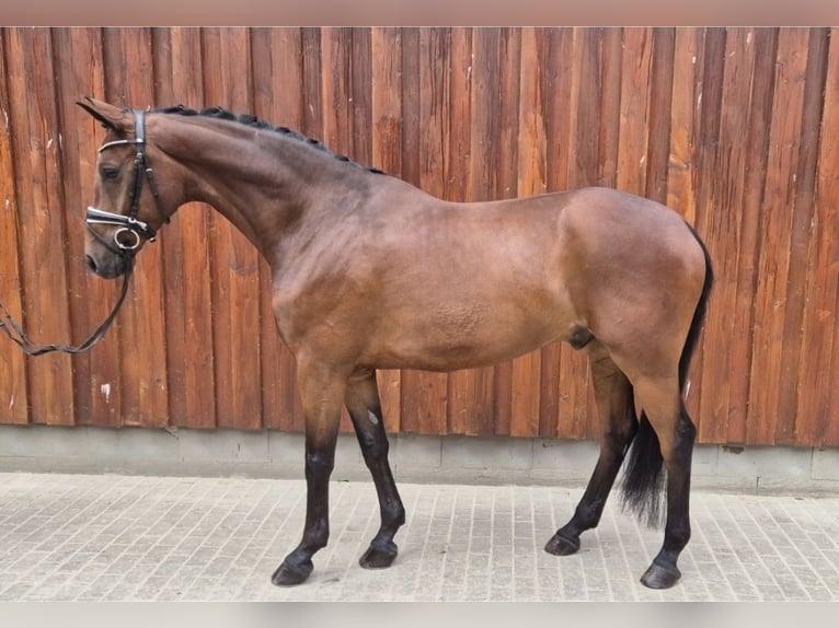 Oldenburgo Caballo castrado 6 años 168 cm Castaño in Stoetze