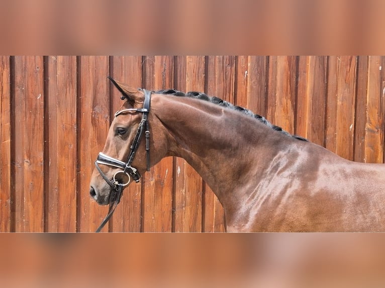 Oldenburgo Caballo castrado 6 años 168 cm Castaño in Stoetze