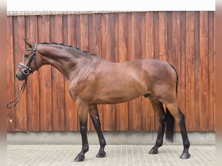 Oldenburgo Caballo castrado 6 años 168 cm Castaño in Stoetze