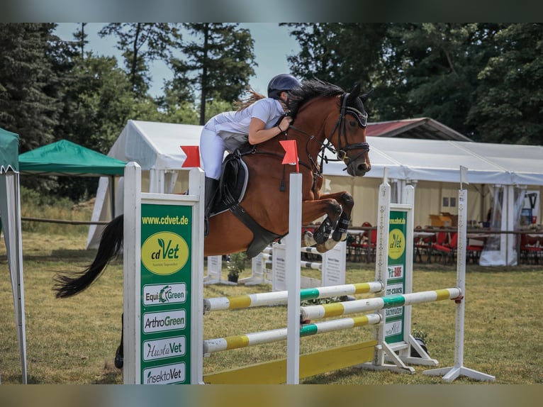 Oldenburgo Caballo castrado 6 años 168 cm Castaño in Ritterhude