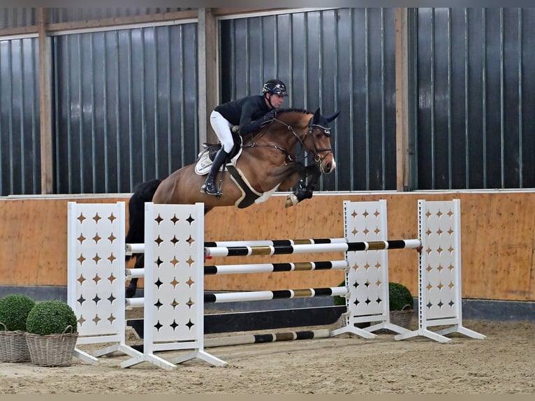 Oldenburgo Caballo castrado 6 años 168 cm Castaño in Steinfeld (Oldenburg)