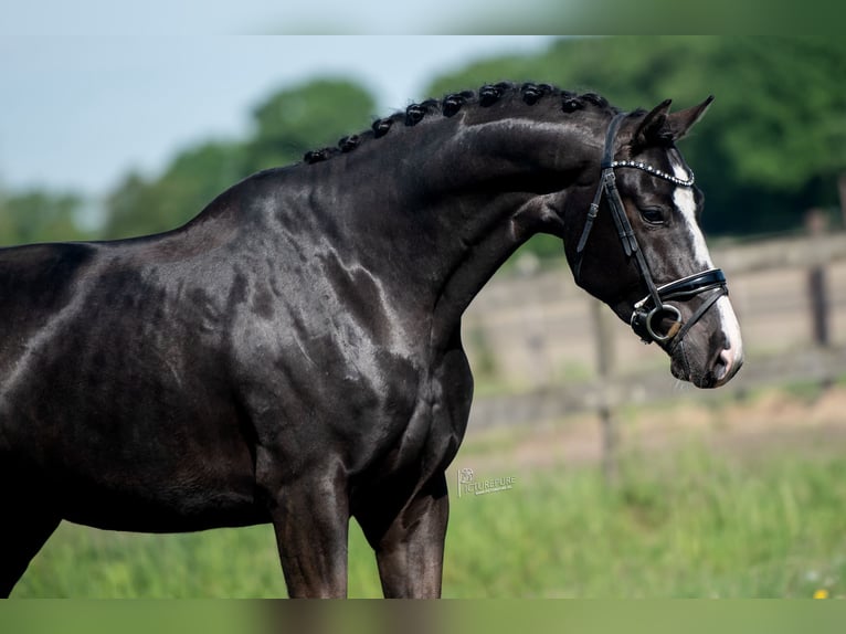 Oldenburgo Caballo castrado 6 años 168 cm Negro in Xanten