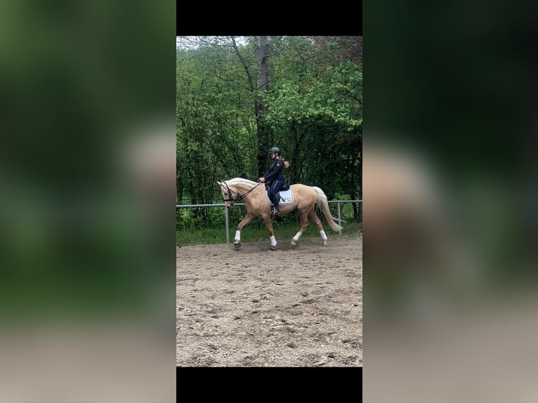 Oldenburgo Caballo castrado 6 años 168 cm Palomino in Siegen