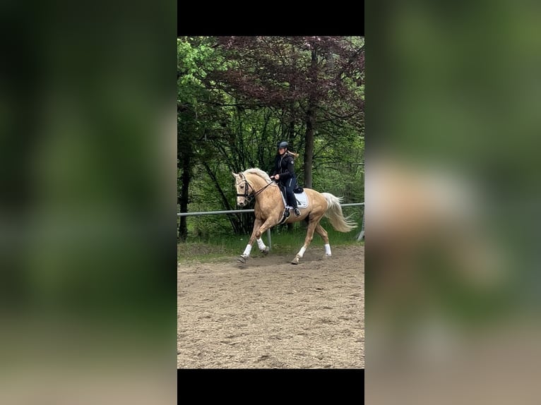 Oldenburgo Caballo castrado 6 años 168 cm Palomino in Siegen