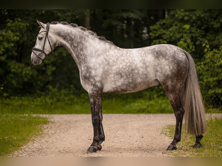 Oldenburgo Caballo castrado 6 años 168 cm Tordo in Wehringen