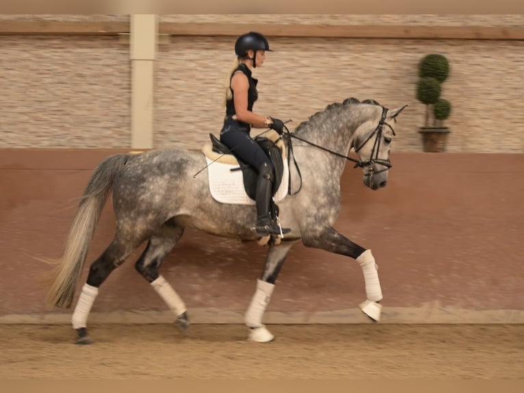 Oldenburgo Caballo castrado 6 años 168 cm Tordo in Wehringen