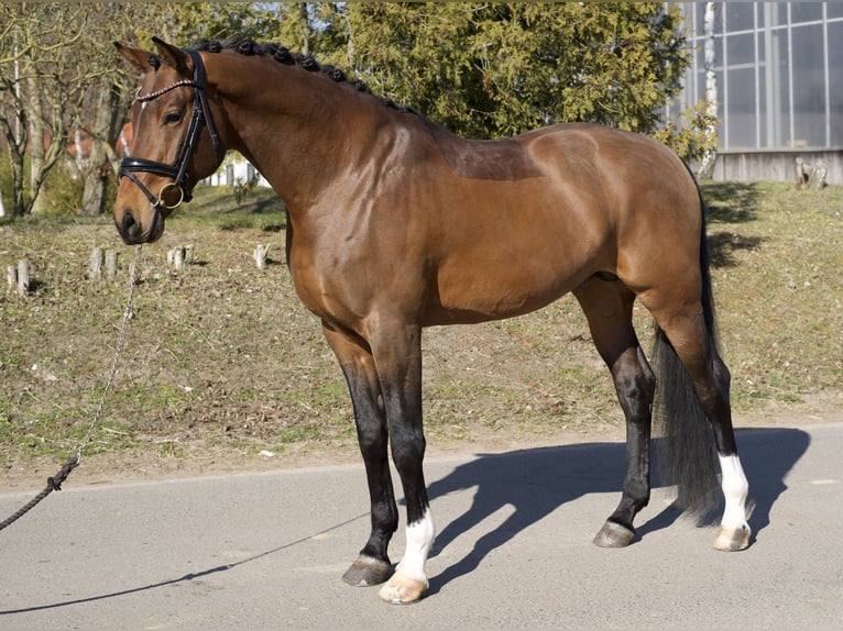 Oldenburgo Caballo castrado 6 años 169 cm Castaño in Phöben
