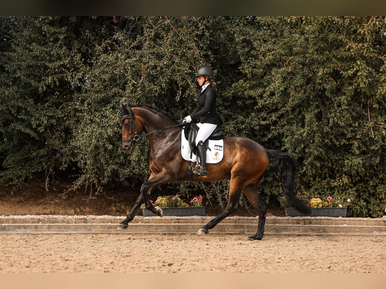 Oldenburgo Caballo castrado 6 años 169 cm Morcillo in Goch