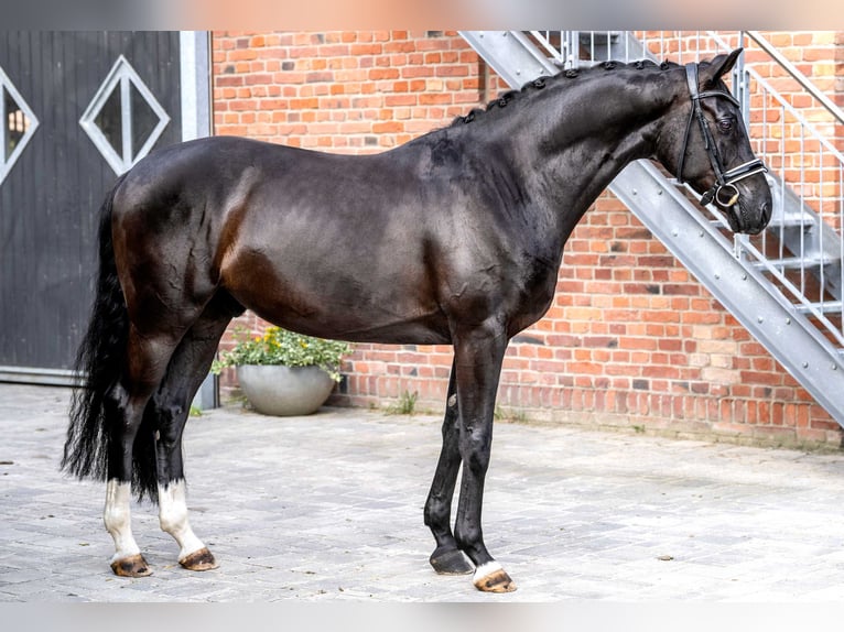 Oldenburgo Caballo castrado 6 años 169 cm Negro in Berlin