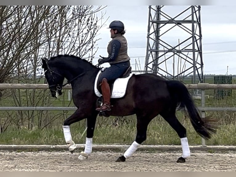 Oldenburgo Caballo castrado 6 años 169 cm Negro in Ovelgönne