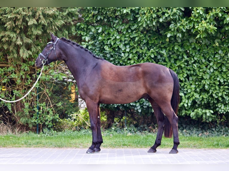 Oldenburgo Caballo castrado 6 años 169 cm Negro in Ovelgönne