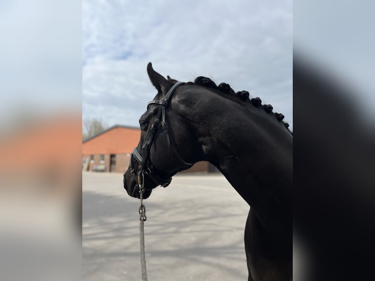 Oldenburgo Caballo castrado 6 años 169 cm Negro in Ovelgönne