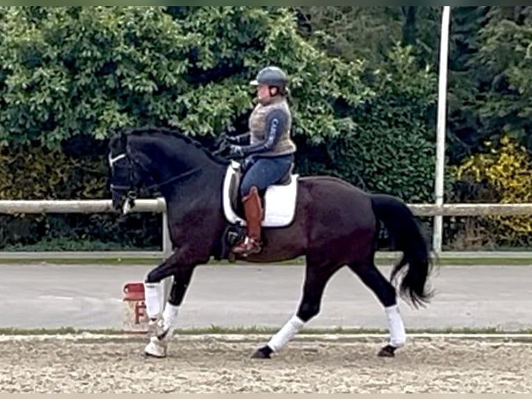 Oldenburgo Caballo castrado 6 años 169 cm Negro in Ovelgönne