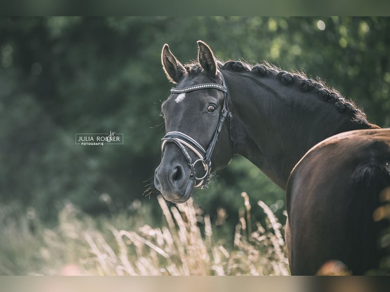 Oldenburgo Caballo castrado 6 años 169 cm Negro in Ovelgönne