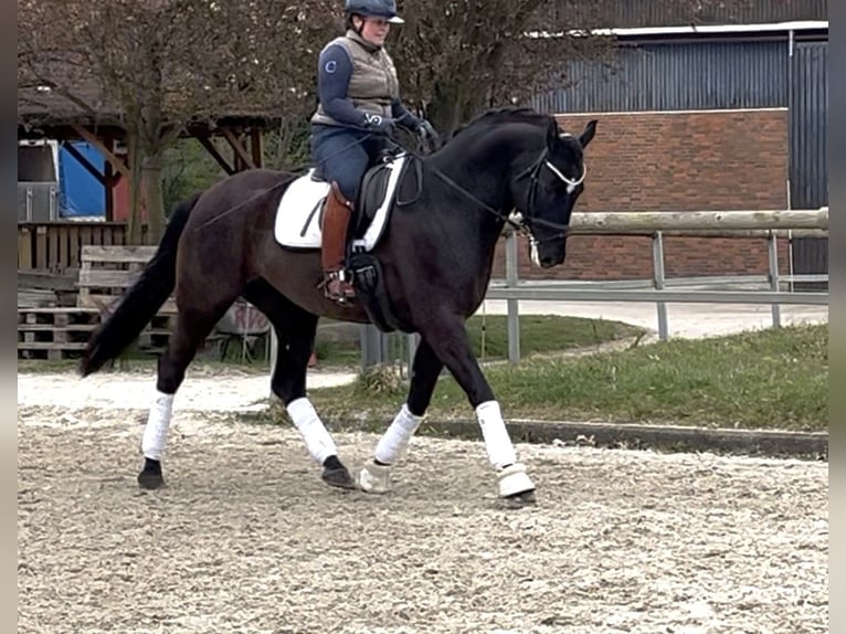 Oldenburgo Caballo castrado 6 años 169 cm Negro in Ovelgönne