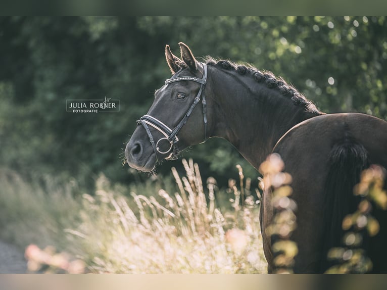 Oldenburgo Caballo castrado 6 años 169 cm Negro in Ovelgönne