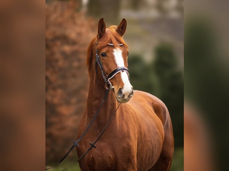 Oldenburgo Caballo castrado 6 años 170 cm Alazán in Gronau (Westfalen)
